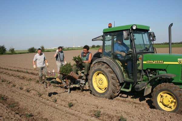 Pflanzarbeiten mit einem Traktor in der Weihnachtsbaumplantage
