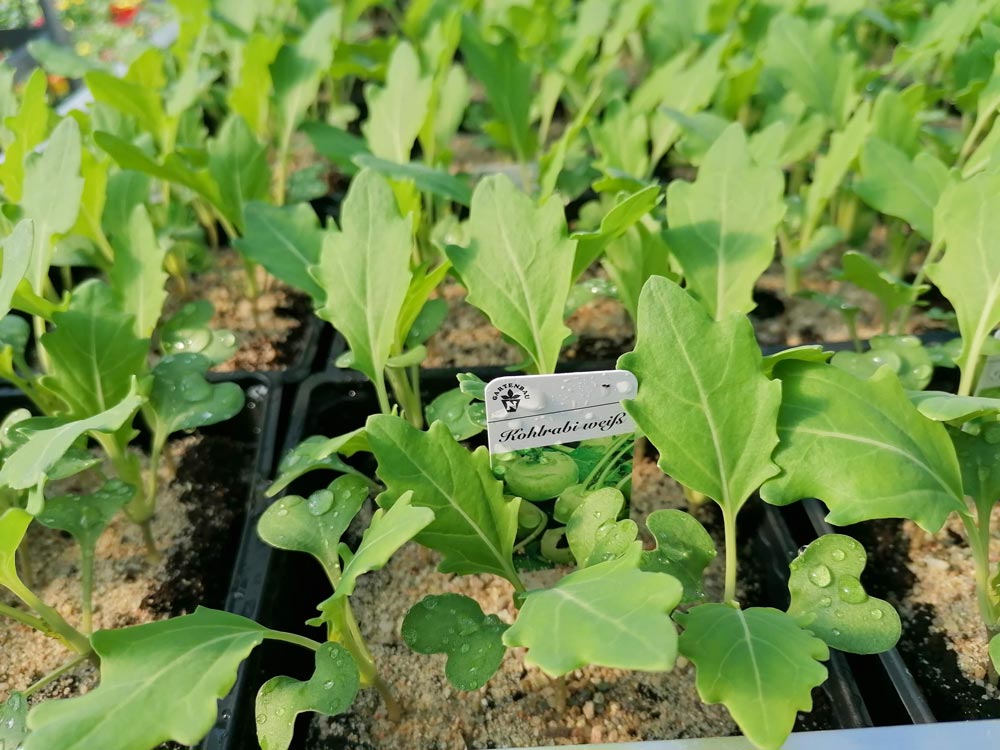 Kohlrabipflanzen