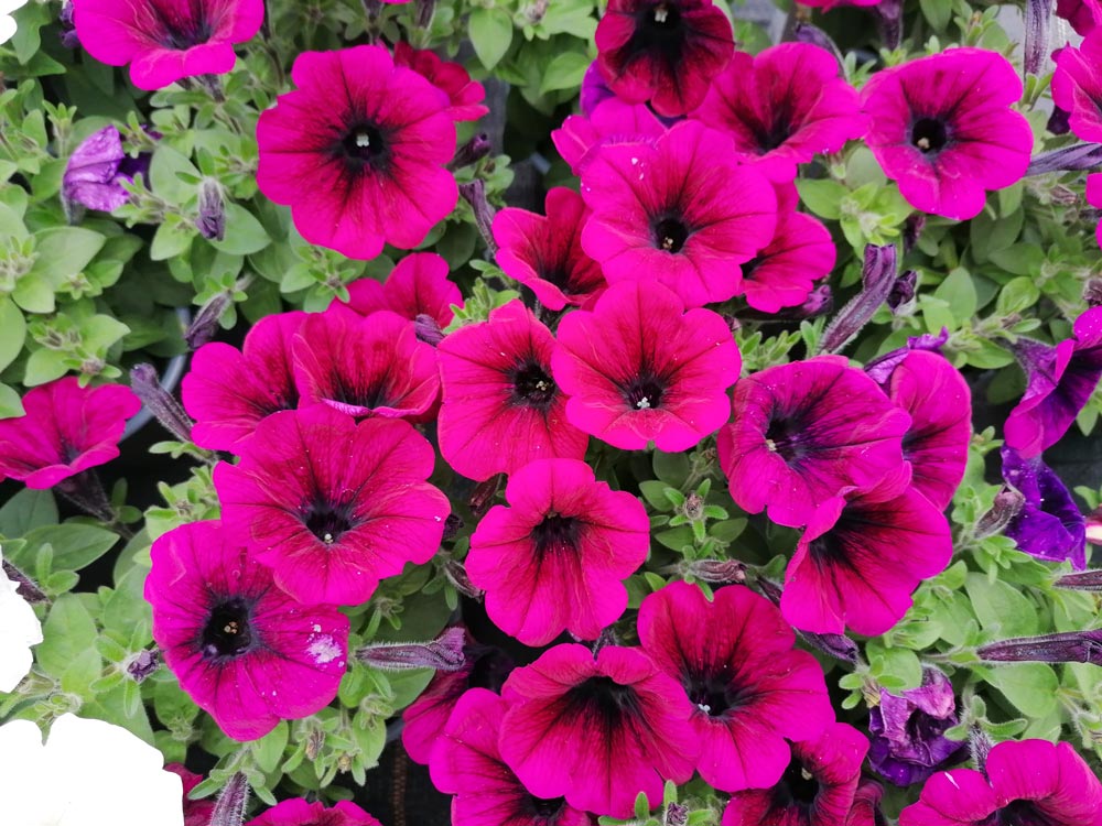 Bunte Blumen