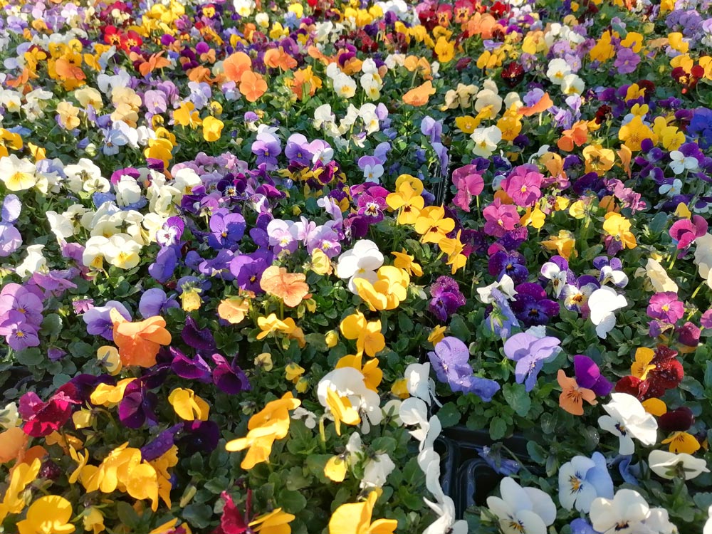 Bunte Blumen