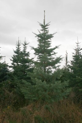 Koloradotanne